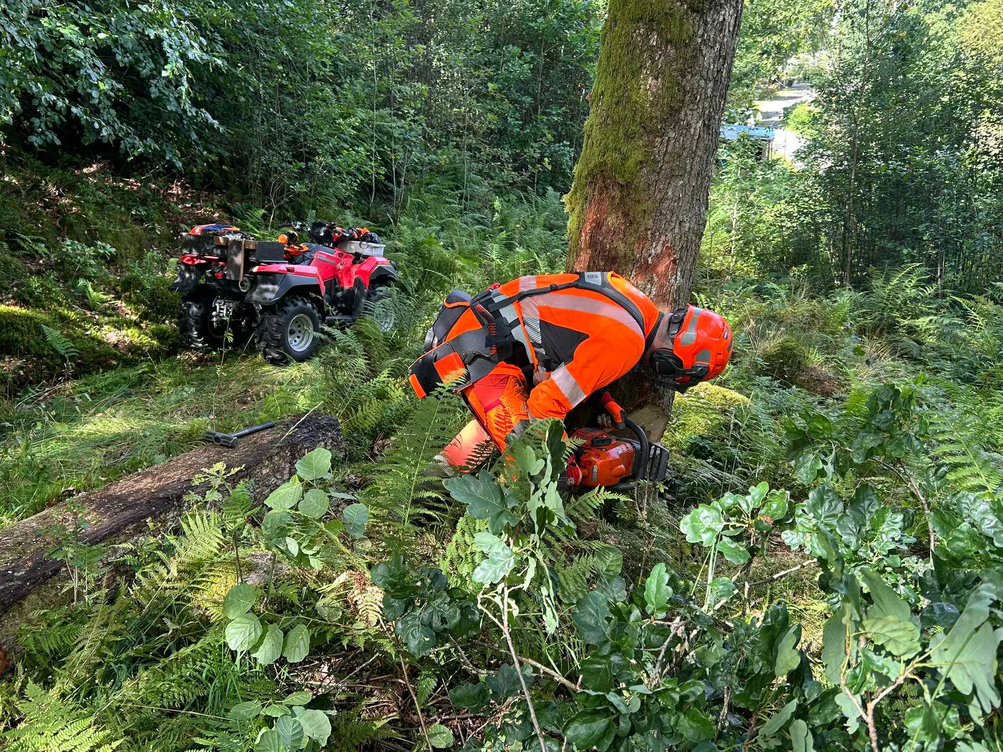 Fällning av träd, arborist, skogsröjning, avverkning